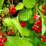 Šisandra daleki istok: ljekovita svojstva i kontraindikacije, uzgoj